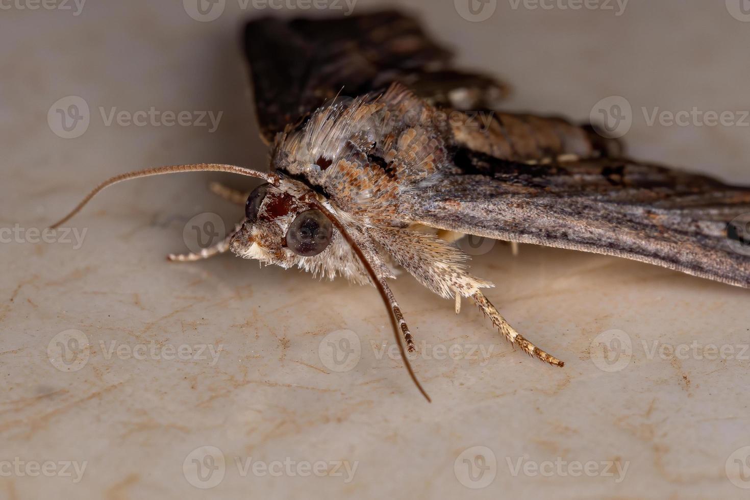 braune euteliid-motte foto