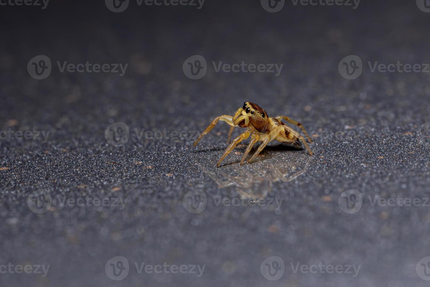 gelbe springende Spinne foto