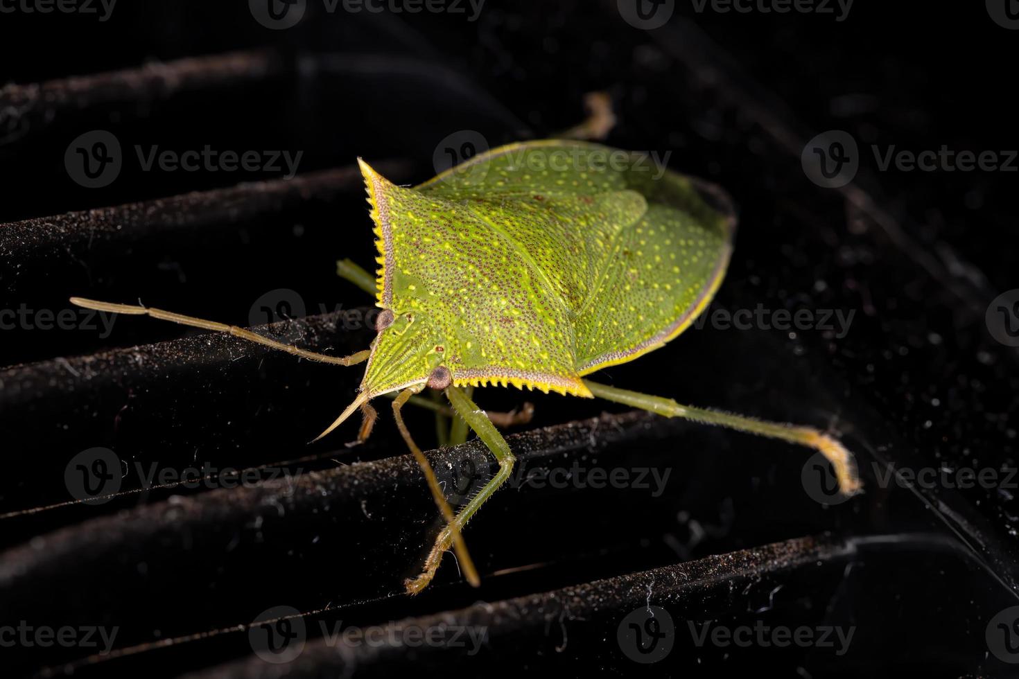 grüner Stinkkäfer foto