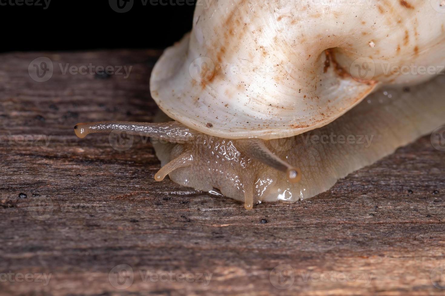 weiße Helicinan-Schnecke foto