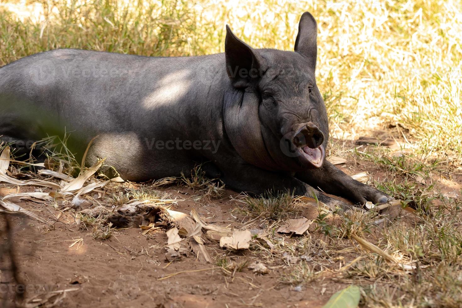 schwarzes Schwein gezüchtet foto