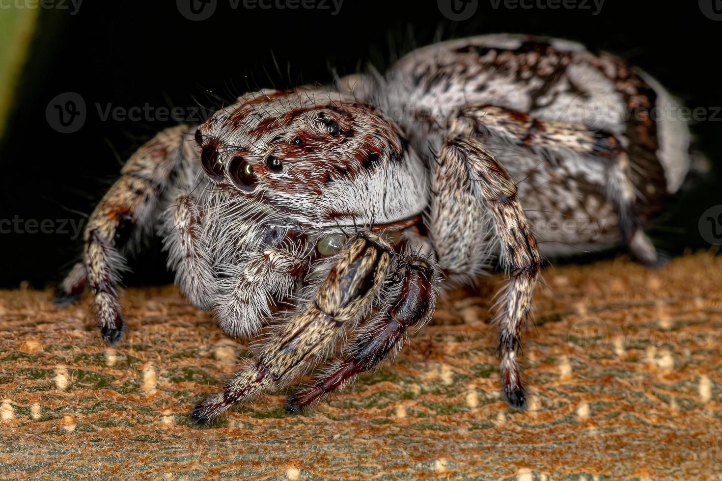 riesige springende spinne foto