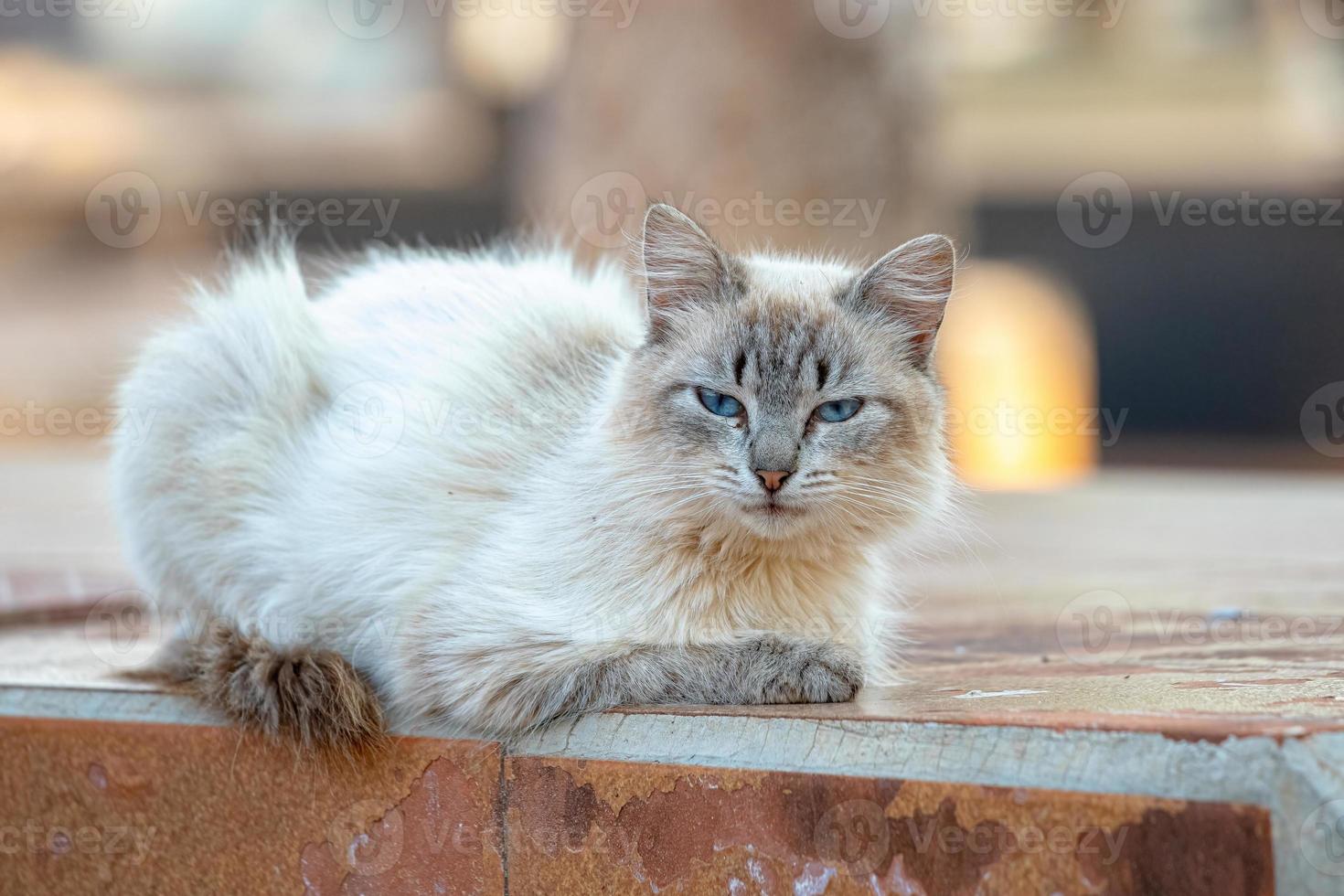 wilde Hauskatze foto