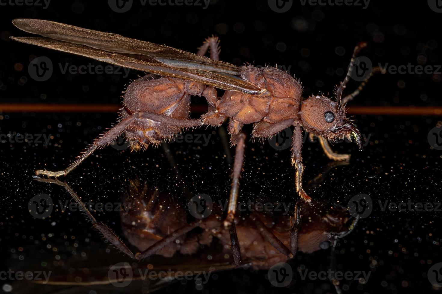 ausgewachsene weibliche Acromyrmex-Blattschneiderkönigin Ameise foto