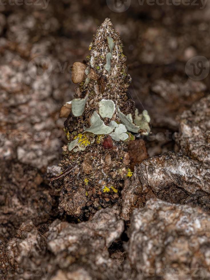 kleine sackwurmmotte foto