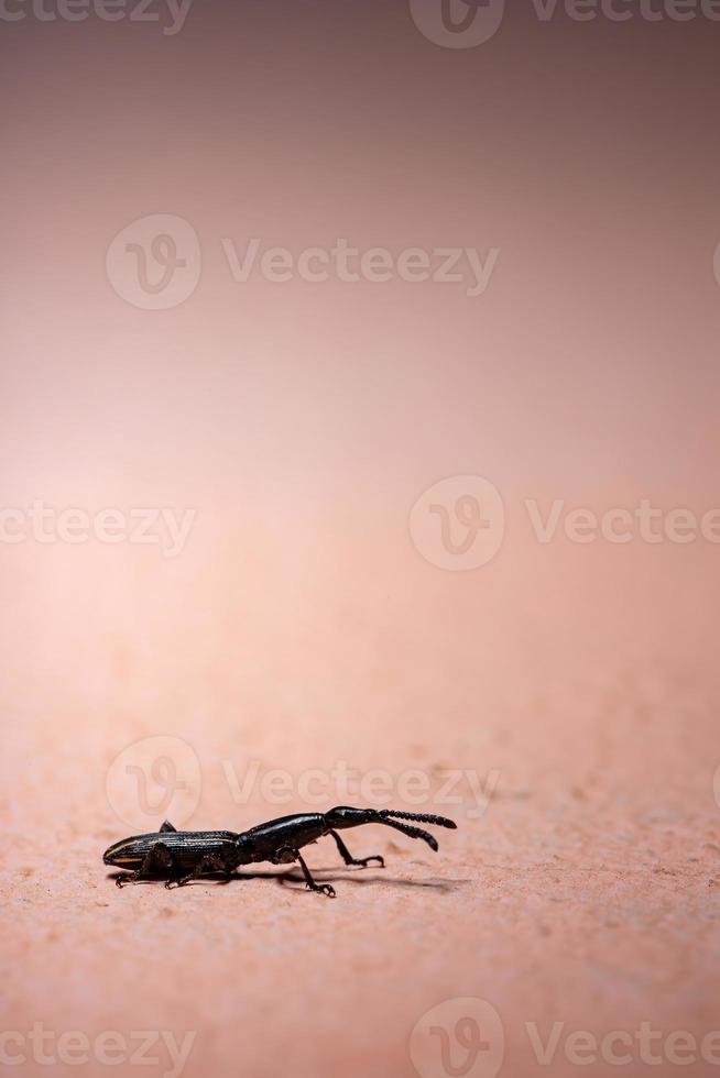 Rüsselkäfer mit gerader Schnauze foto