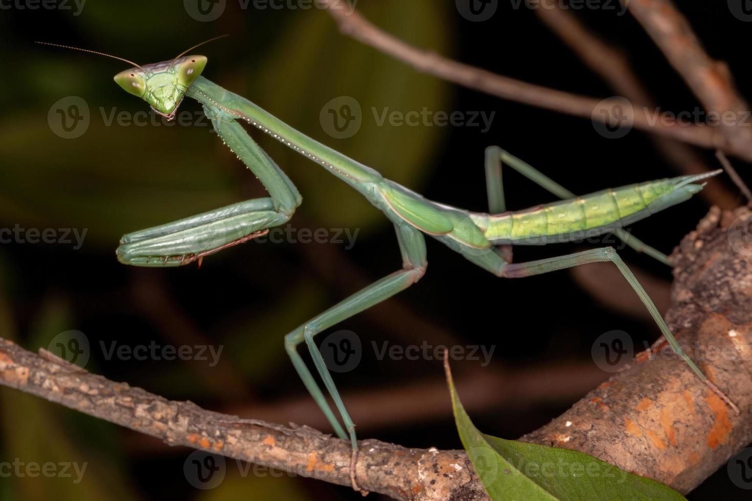 Grüne Mantis subadult foto