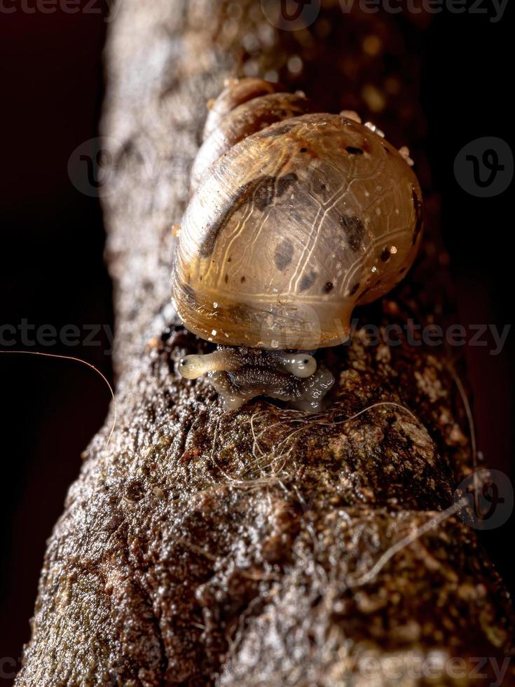 Afrikanische Riesenschnecke foto