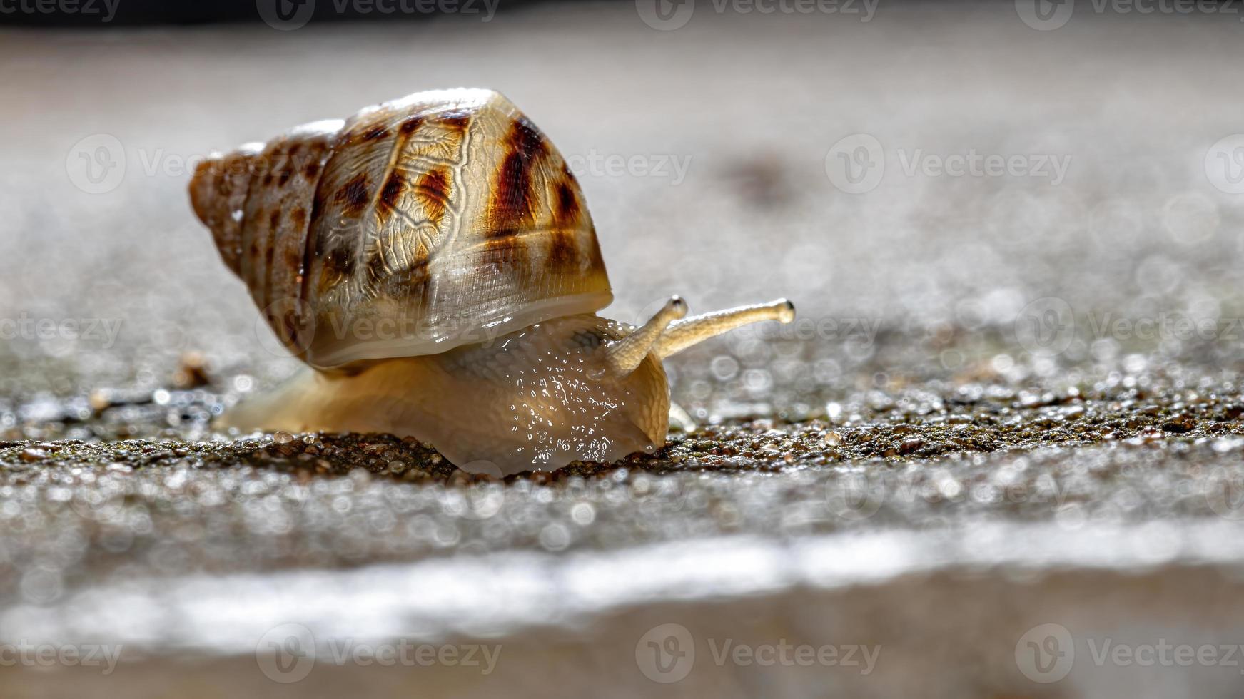 Afrikanische Riesenschnecke foto