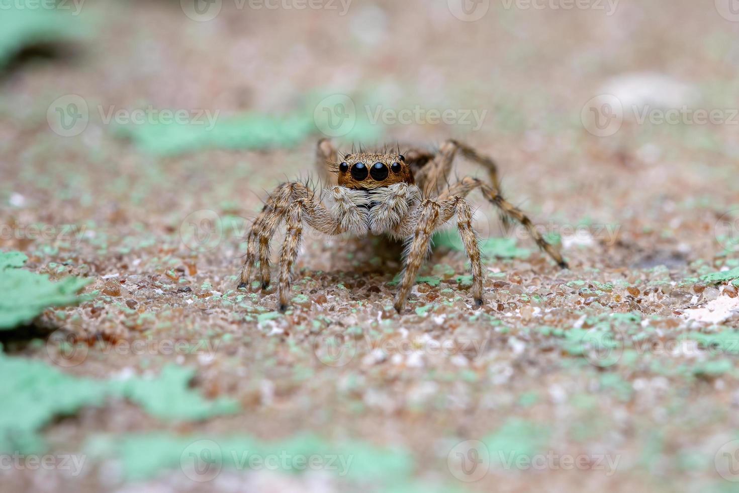 kleine graue Wandhüpfspinne foto