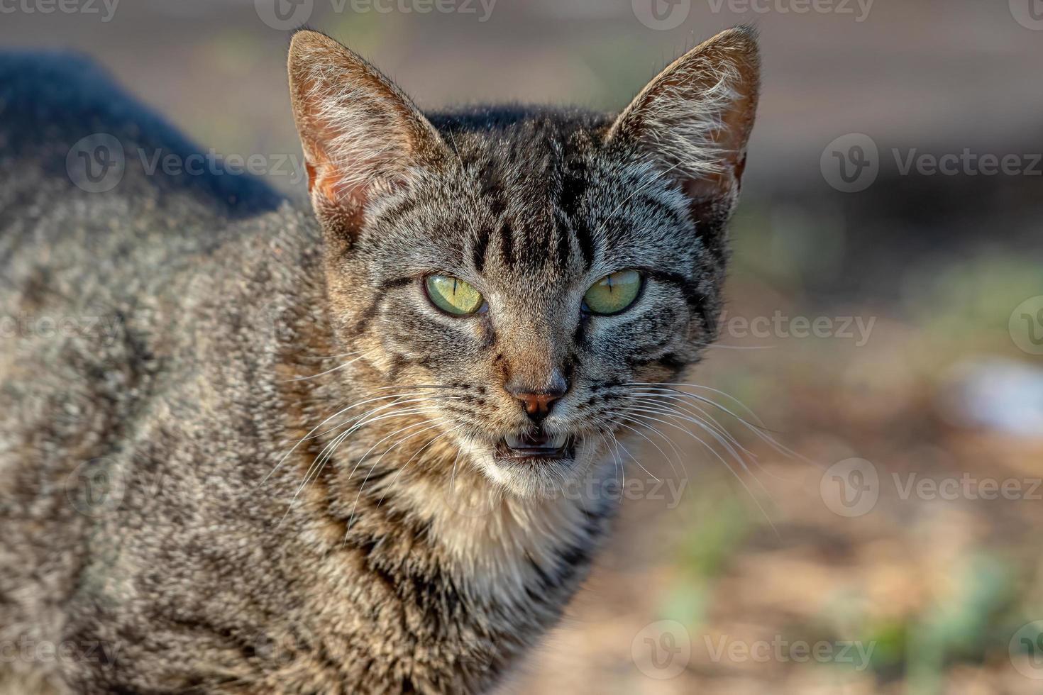 wilde Hauskatze foto