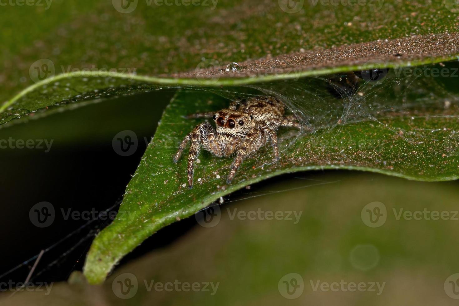 männliche springende Spinne foto