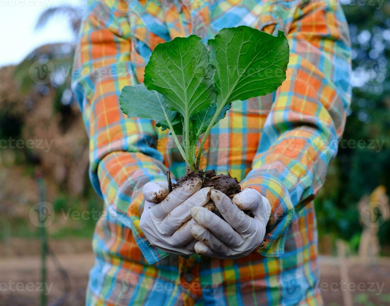 Gärtnerhand, die Sämlingkohlgemüse im Biobauernhof hält foto