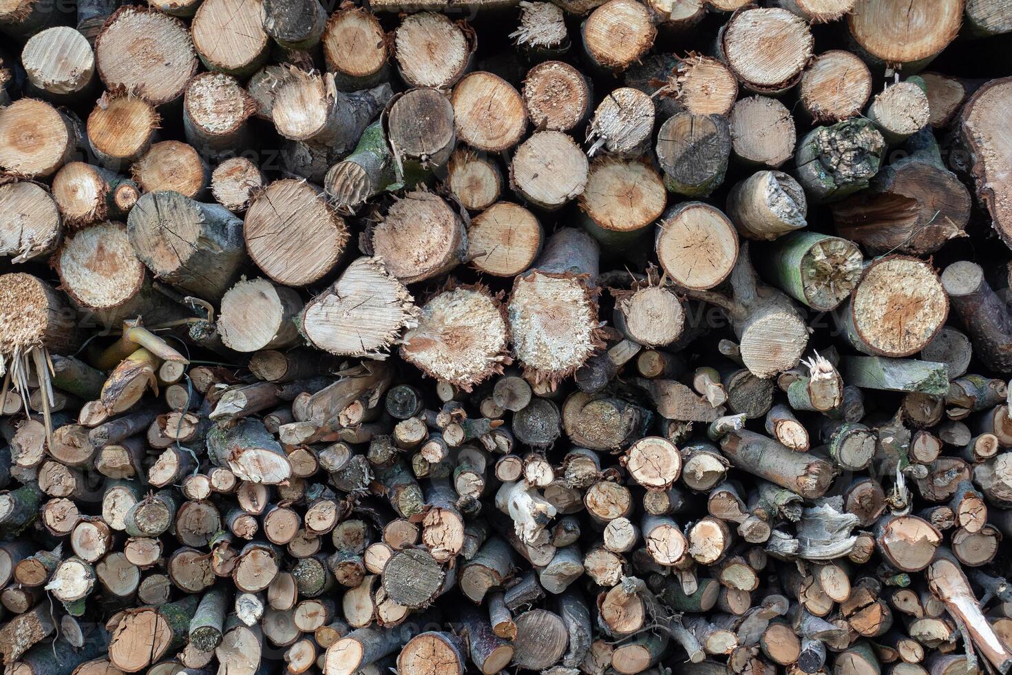 Fichte Holz im das Hintergrund. Brennholz Stapel. foto