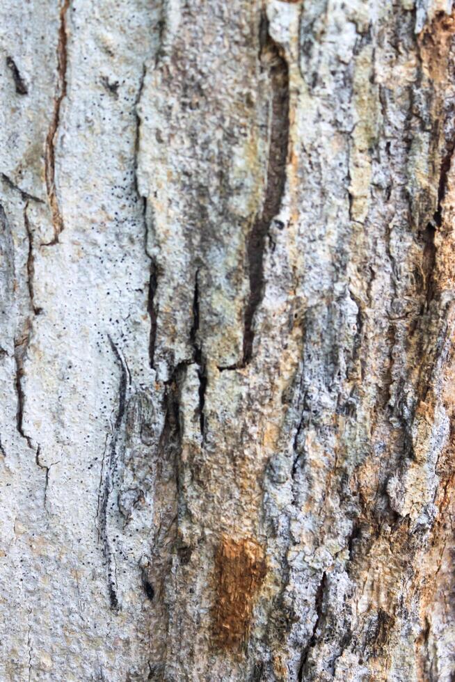 das Struktur von Baum Rinde schließen oben zum Hintergrund. Holz Hintergrund. foto