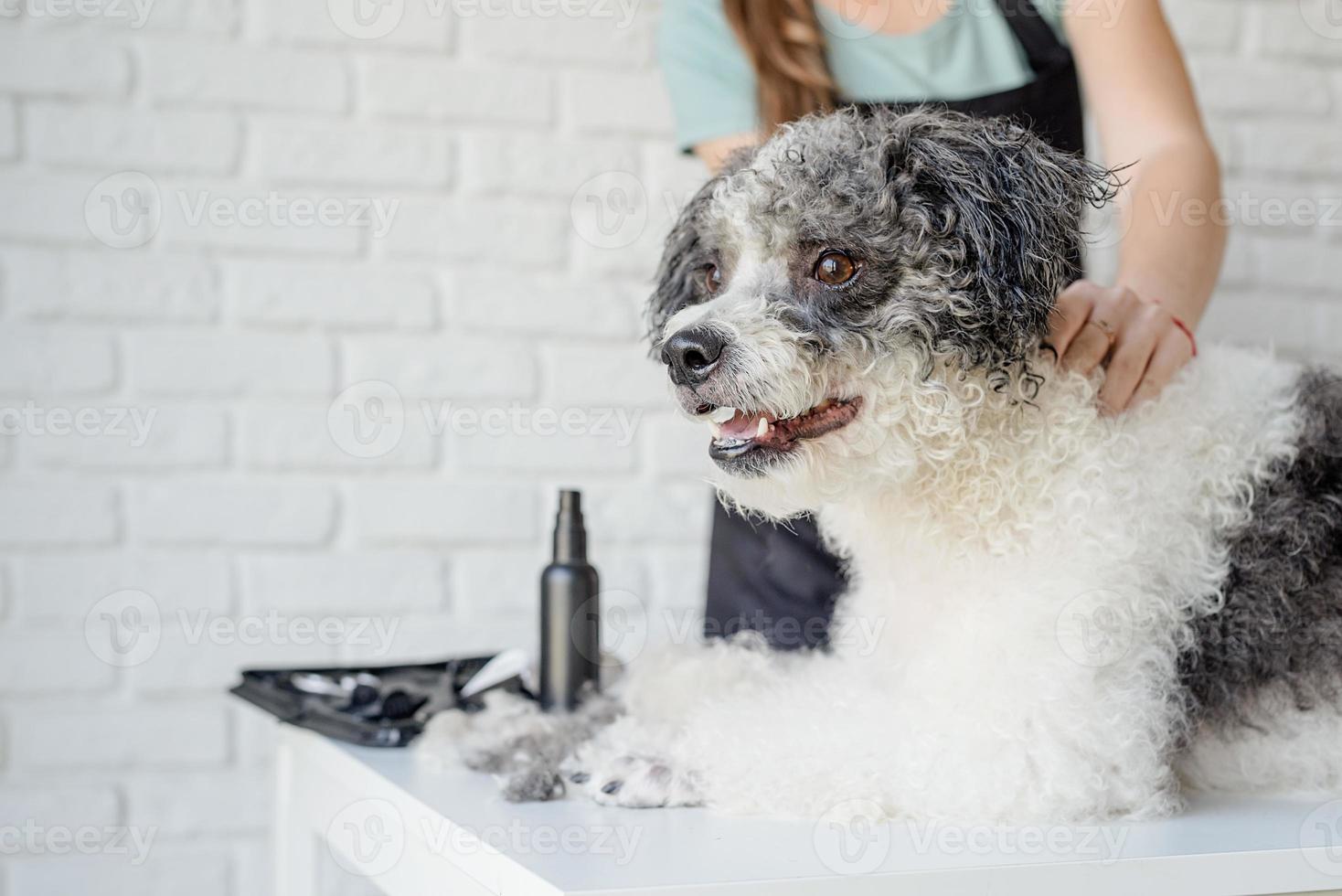 lächelnde Frau, die Bichon Frise Hund im Salon pflegt foto