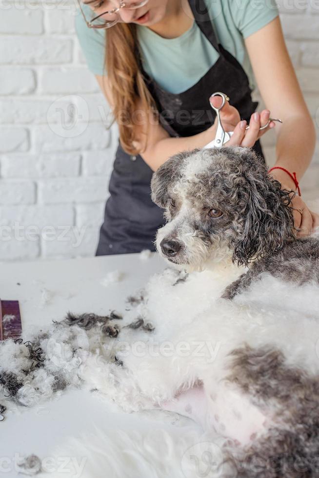 lächelnde Frau, die Bichon Frise Hund im Salon pflegt foto