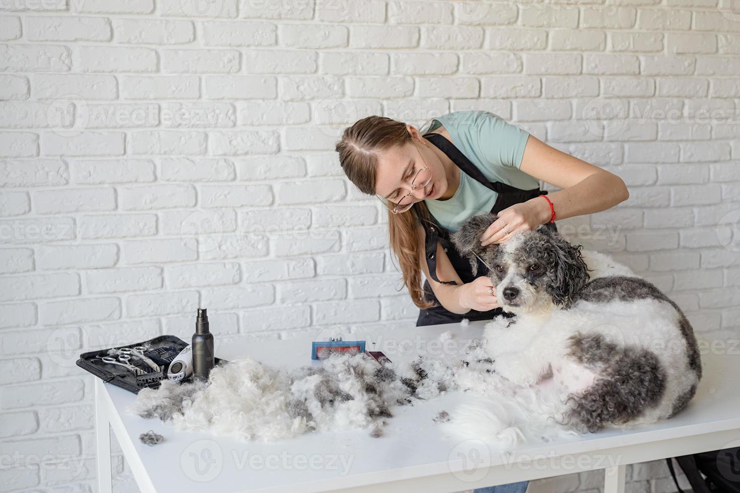 lächelnde Frau, die Bichon Frise Hund im Salon pflegt foto