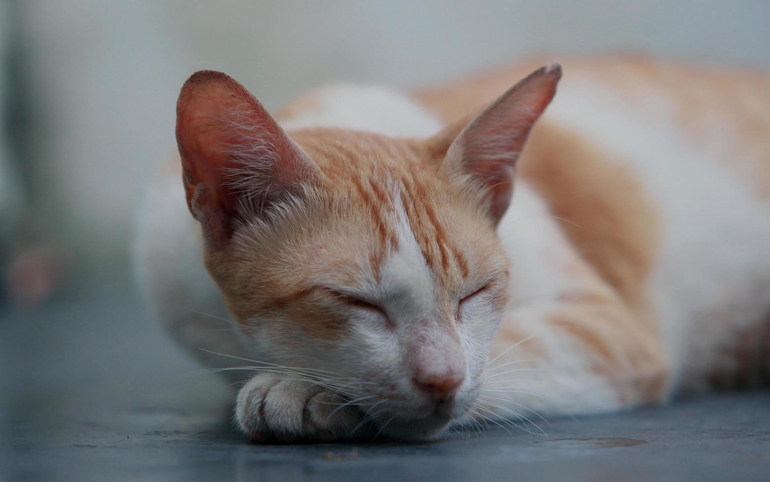 gelbe weiße katze schläft foto