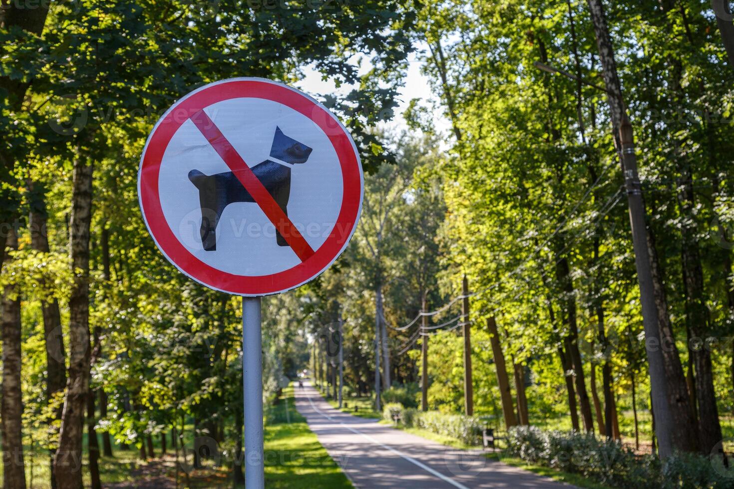 Keine Hunde erlaubt Schild an der Stange im grünen Parkwald des Sommers - Nahaufnahme mit selektivem Fokus und Hintergrund-Bokeh-Unschärfe foto