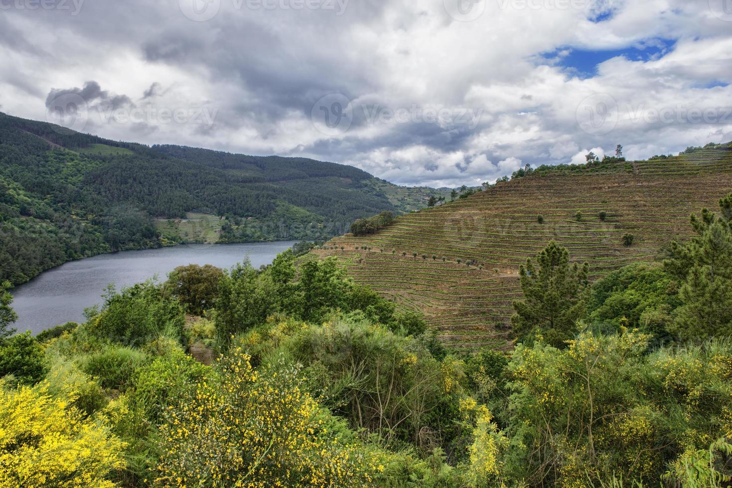 Landschaft von terrassierten Weinbergen am Minho-Fluss in Ribeira Sacra, Galicien, Spanien? foto