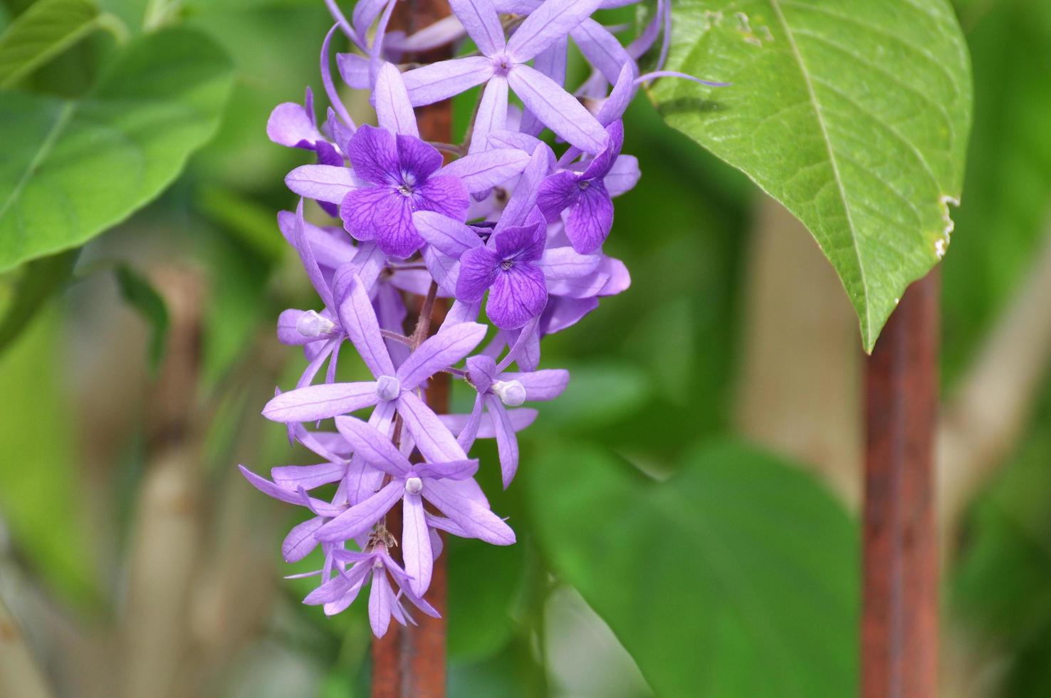 violette Blumen Hintergrund foto