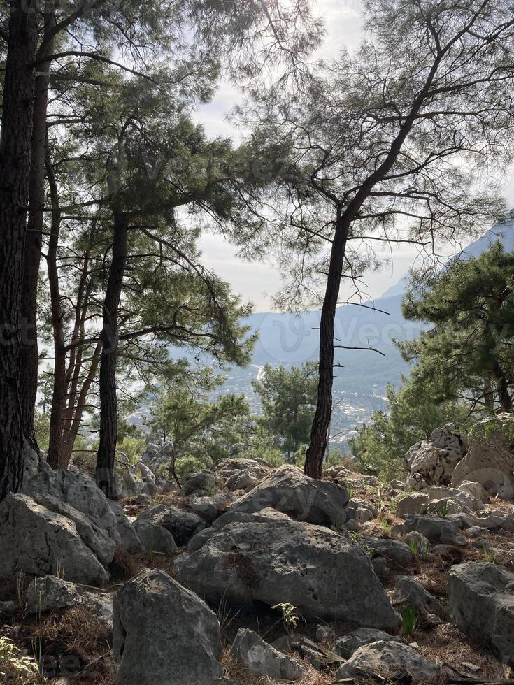 das Kante von das Cliff mit Bäume wachsend auf es und ein Aussicht von das Stein Senke und Berge foto