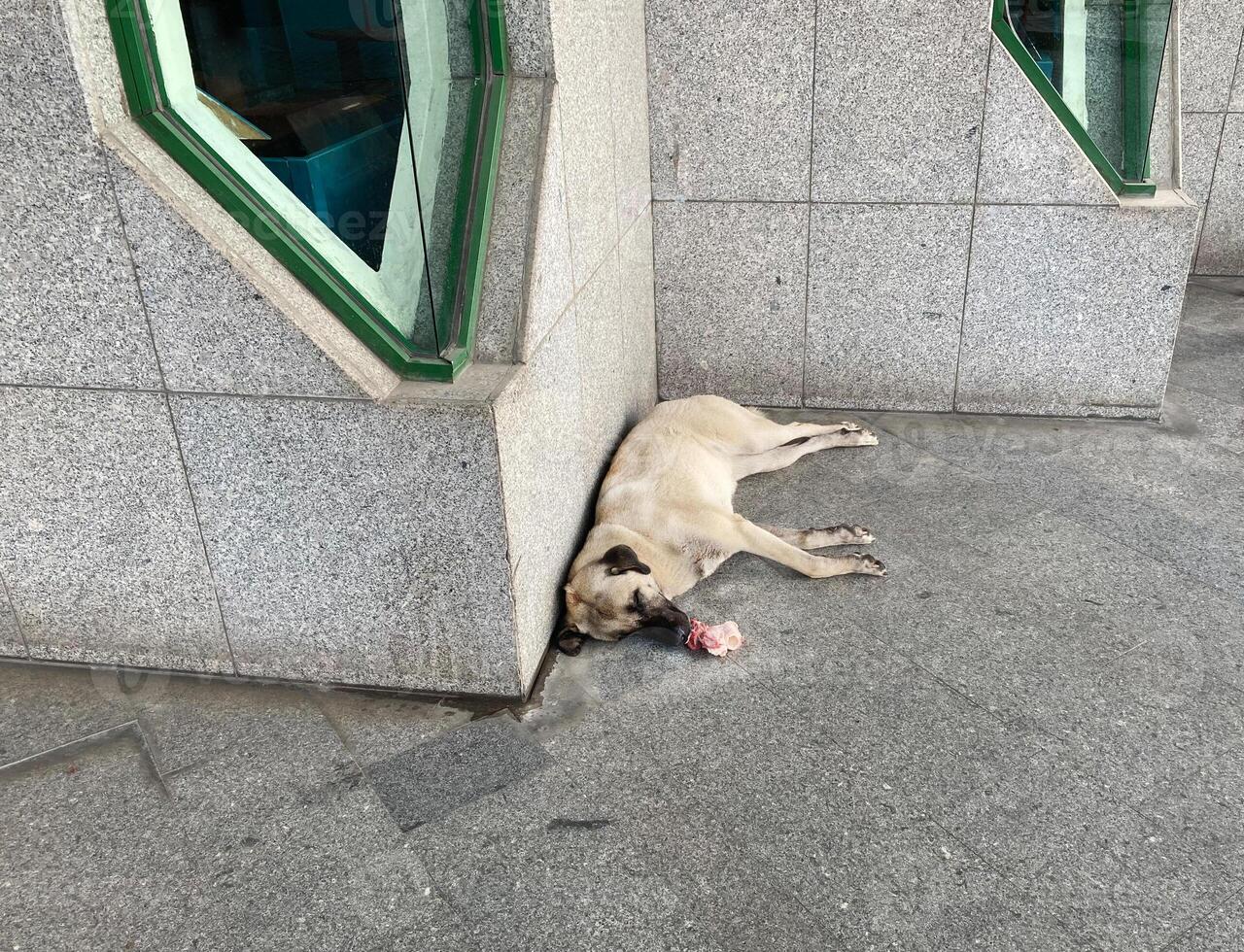 streunend Hund auf das Straße im Truthahn foto