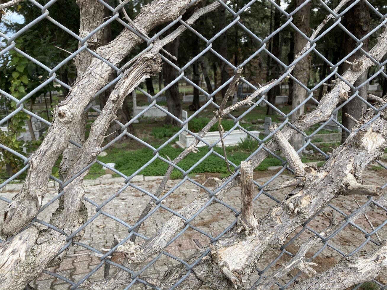 ein Baum spross durch das Kettenglied Zaun von das alt Türkisch Friedhof foto