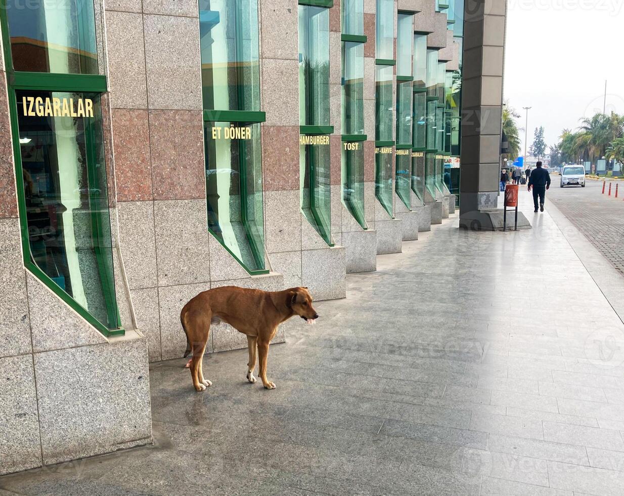 streunend Hund auf das Straße im Truthahn foto