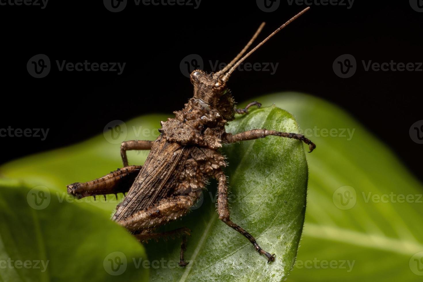 kurze gehörnte Heuschrecke foto