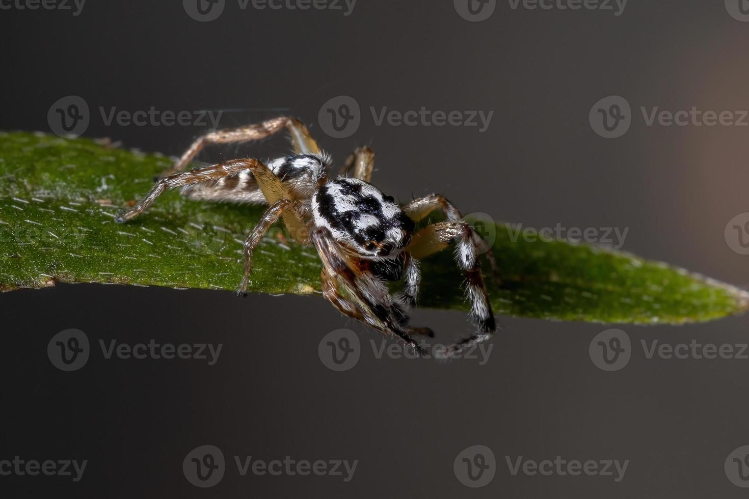 kleine springende Spinne foto