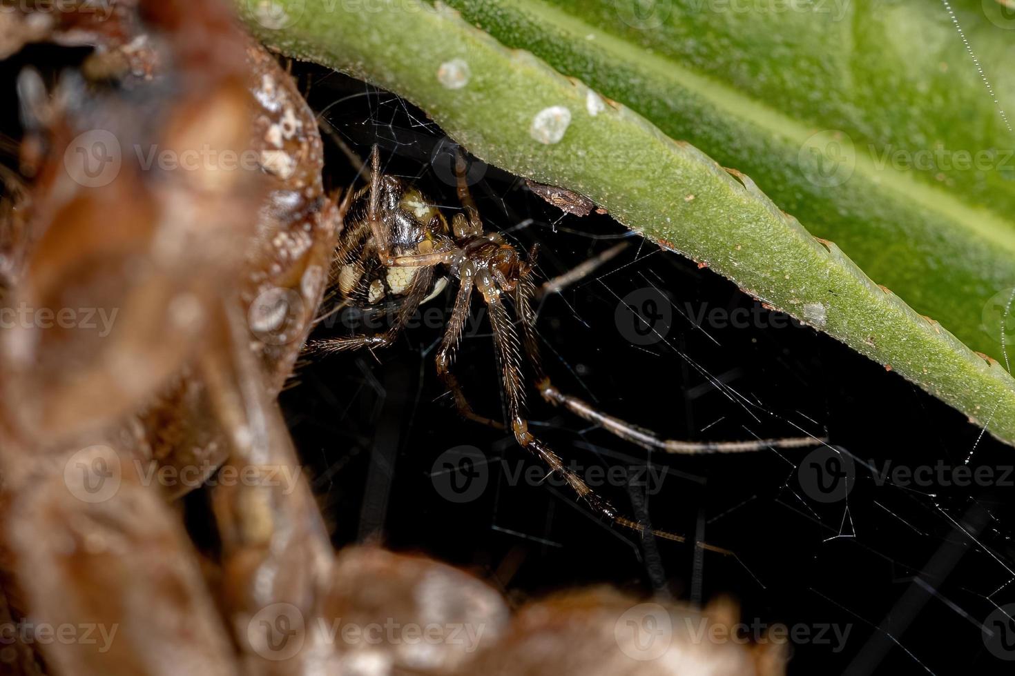 erwachsene weibliche Spinnennetzspinne foto