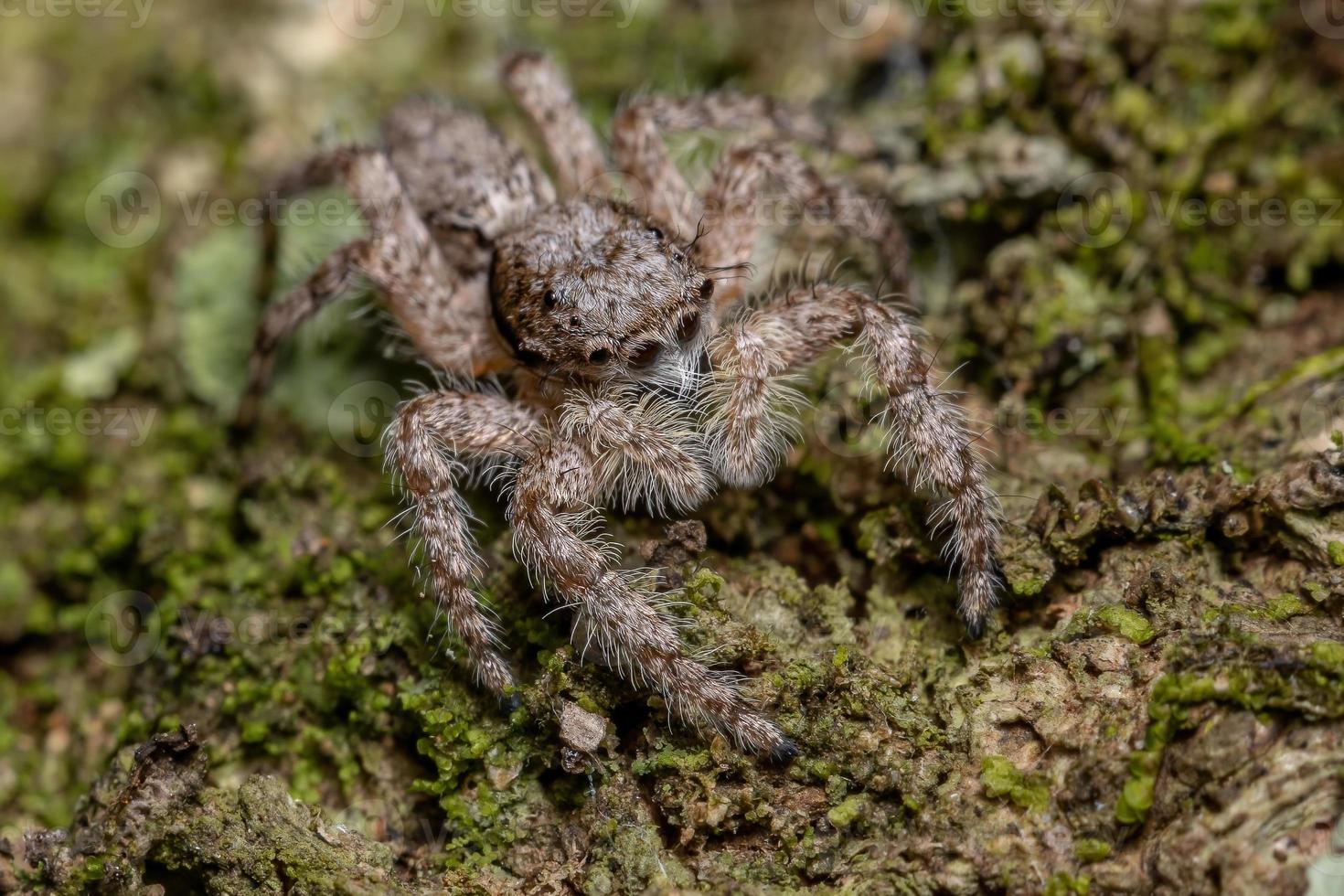 erwachsene männliche springende spinne foto