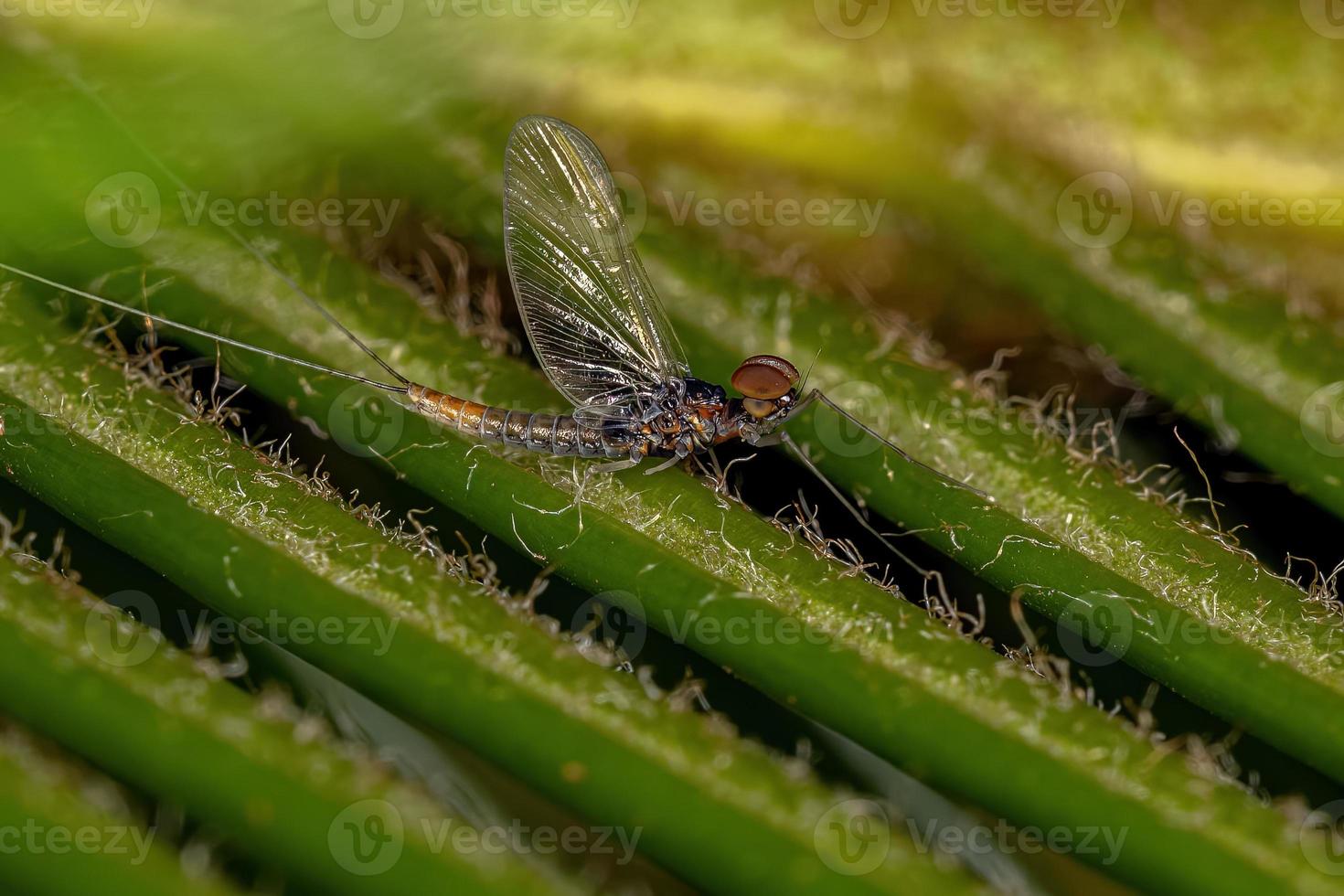 erwachsene männliche Eintagsfliege foto