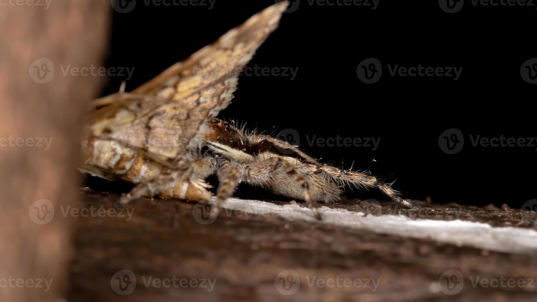 graue Wandhüpfspinne, die eine Montagemotte jagt foto