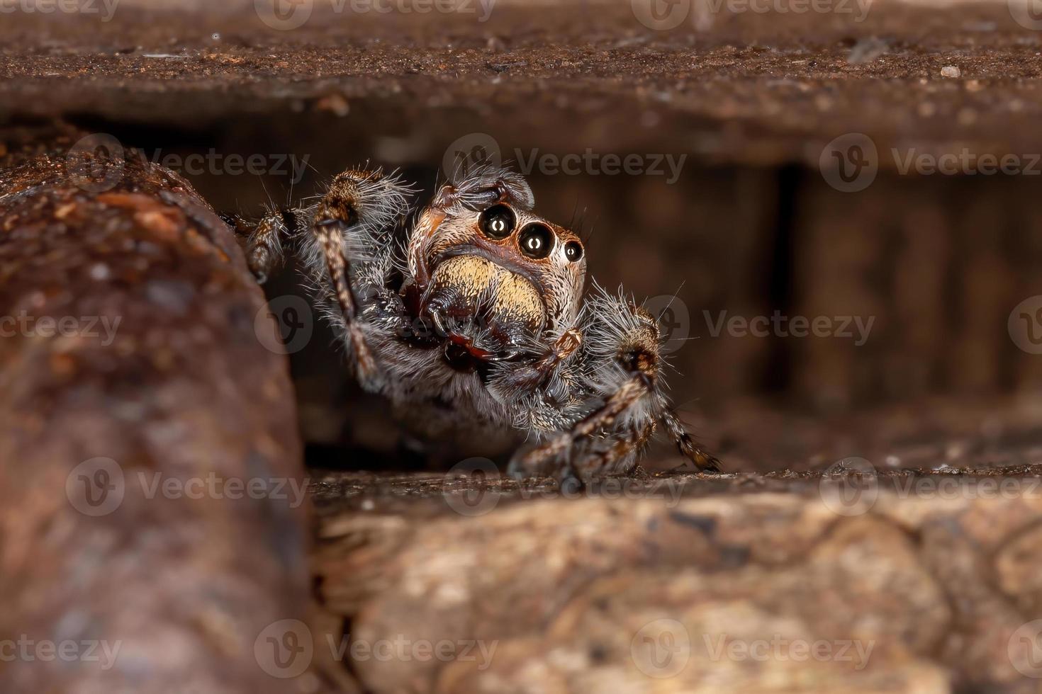 männliche springende Spinne foto