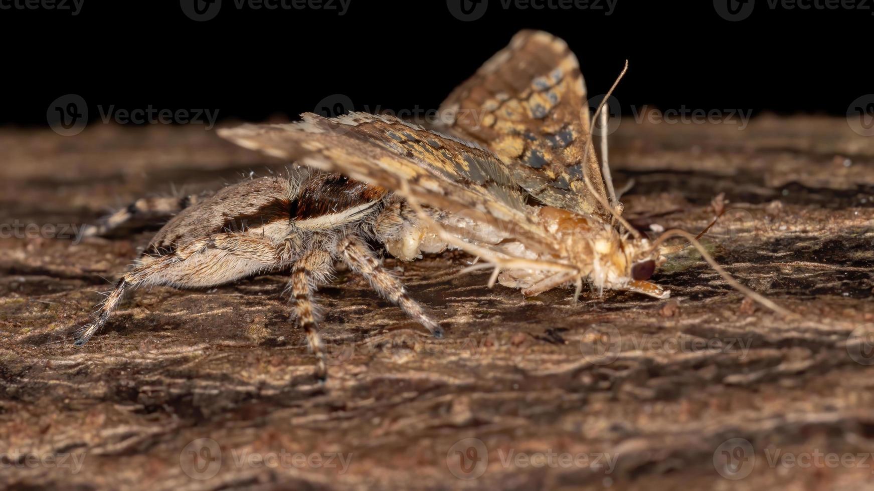 graue Wandhüpfspinne, die eine Montagemotte jagt foto