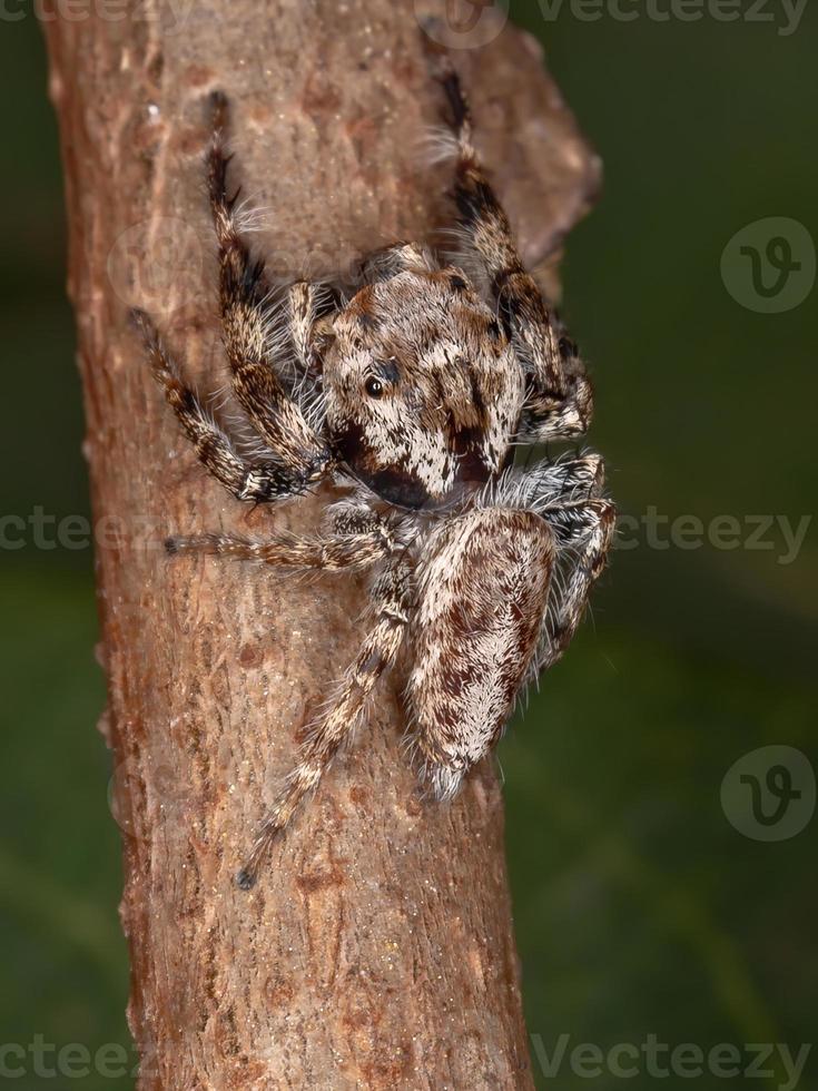 männliche springende Spinne foto