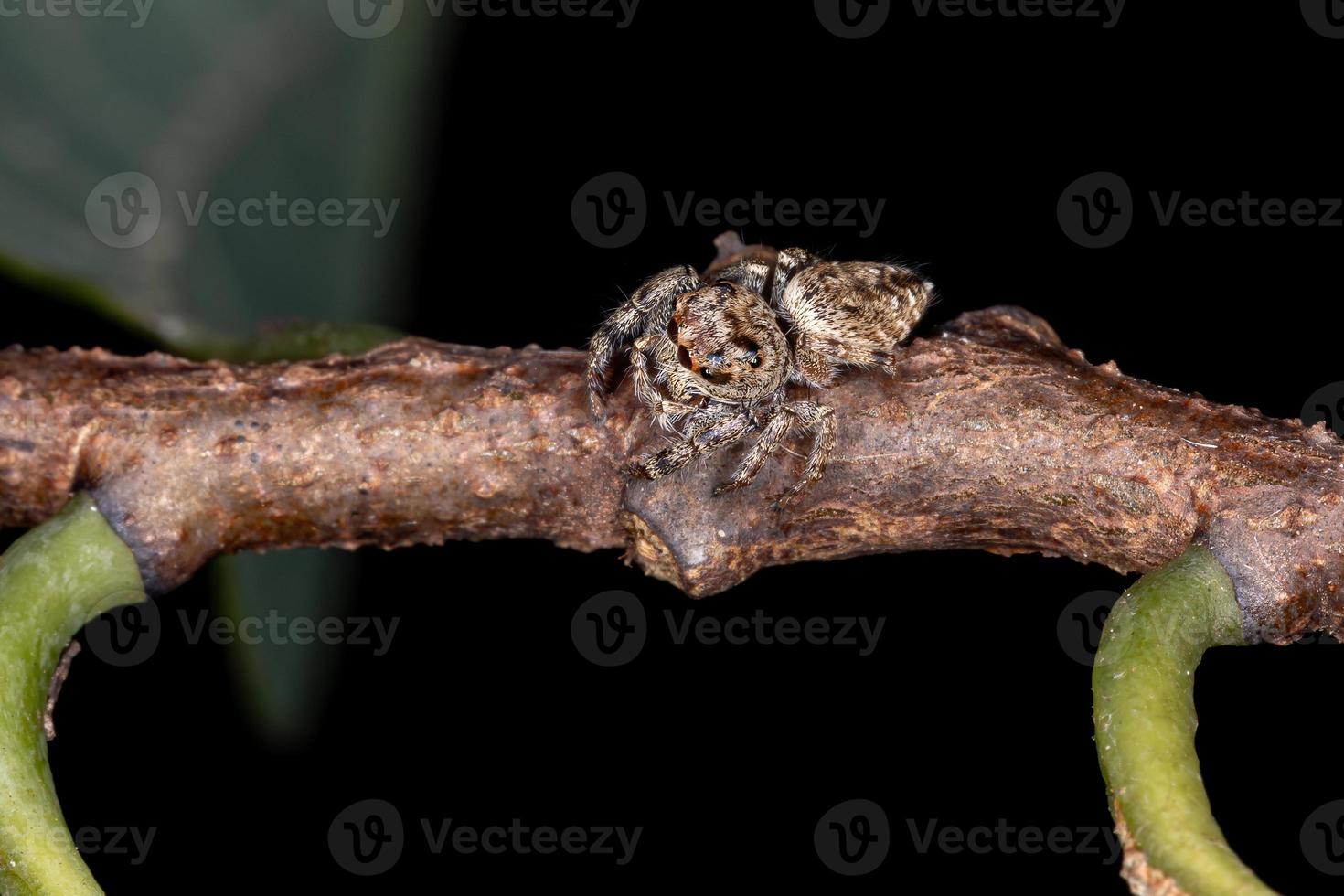 erwachsene Springspinne foto