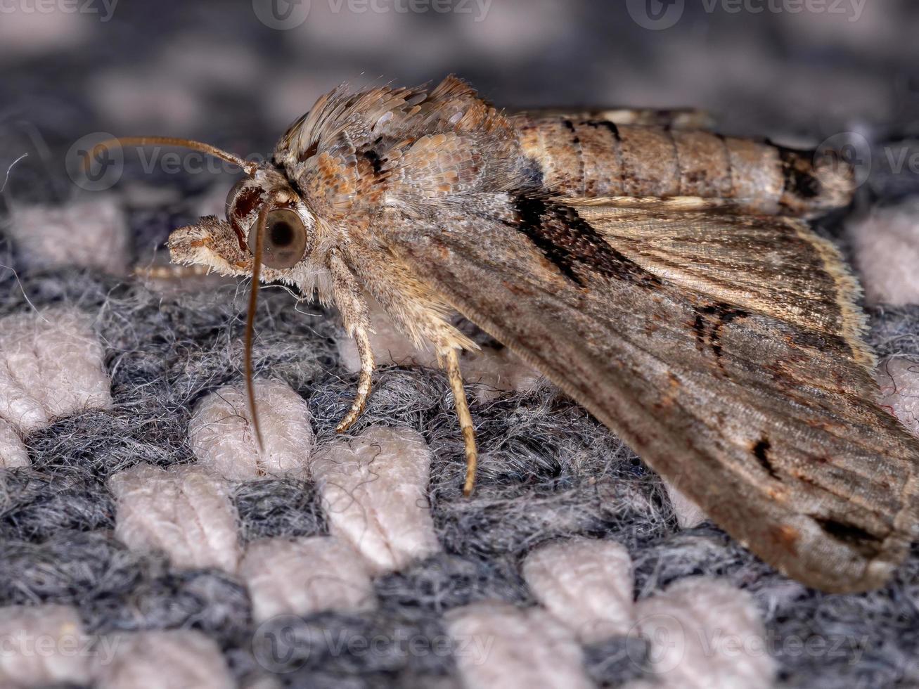 braune euteliid-motte foto