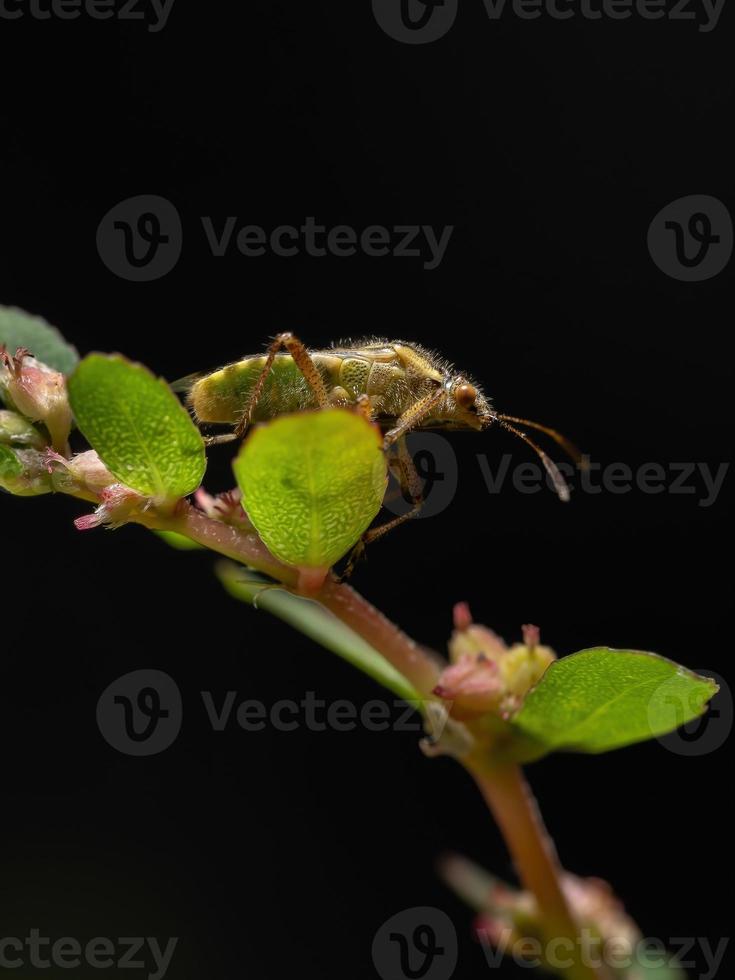 erwachsener geruchloser Pflanzenkäfer foto