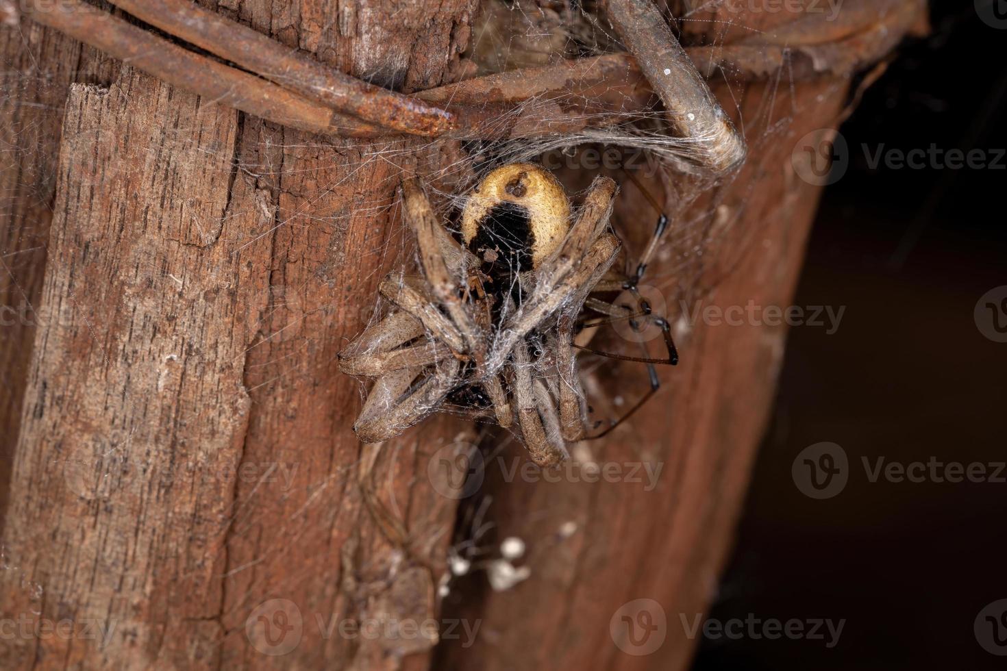 erwachsene Wolfsspinne, die von einer braunen Witwenspinne gejagt wird foto