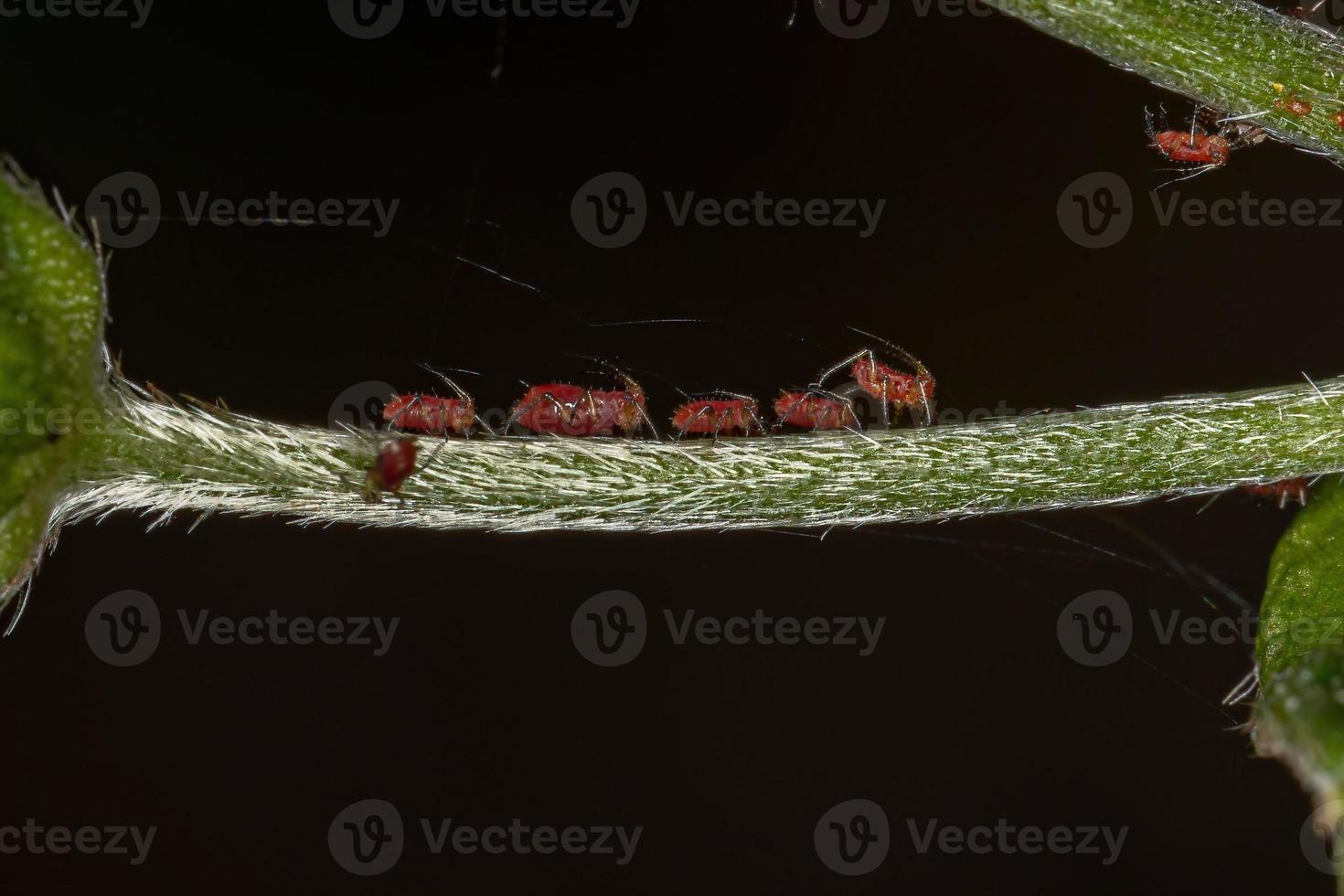 rote Blattläuse Insekten foto