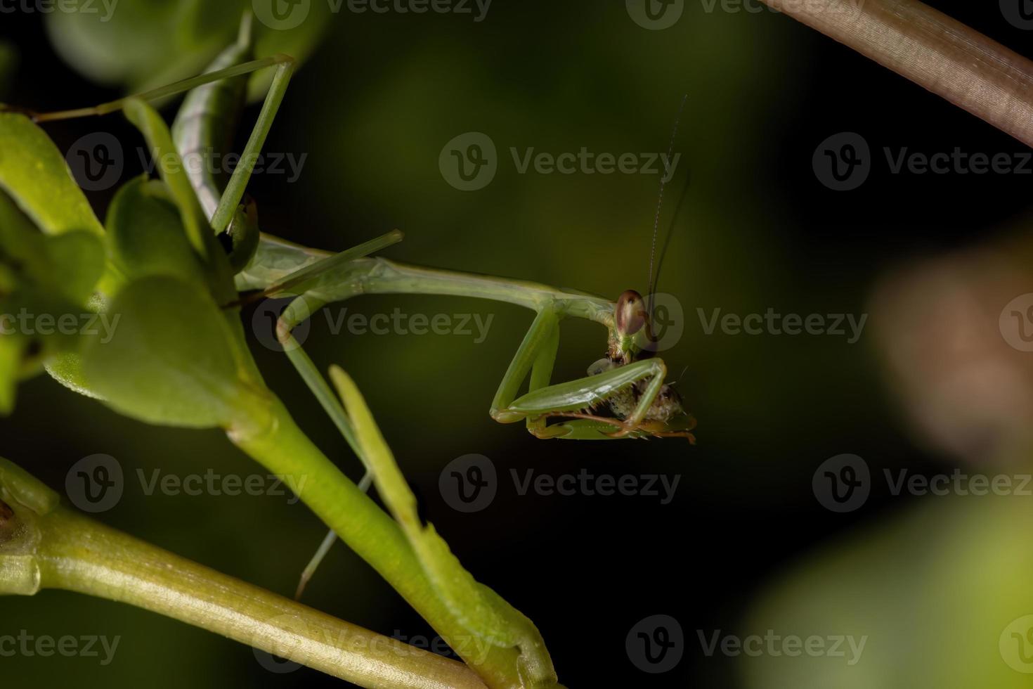 männliche Mantis, die eine Raupe jagen foto