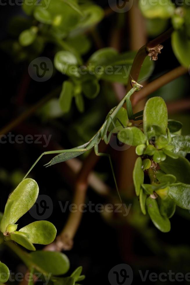 kleine Mantis-Nymphe foto