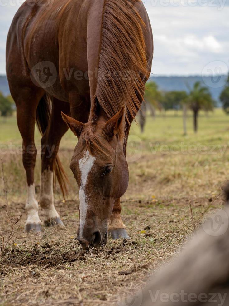 Pferd auf einer brasilianischen Farm foto