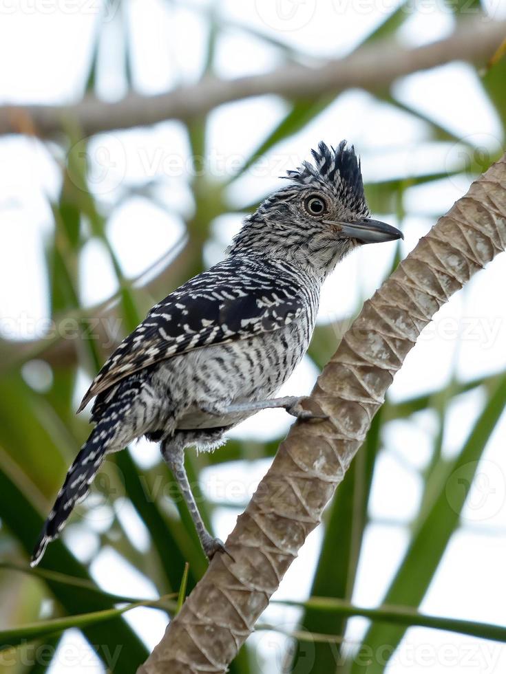 brasilianisches männliches vergittertes Ameisenwürmchen foto