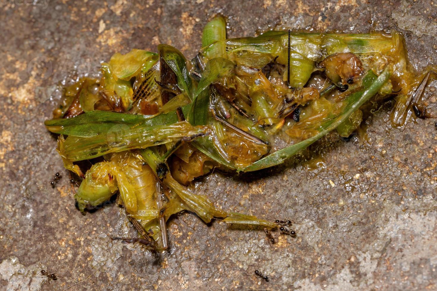 toter Kegelkopf katydid foto