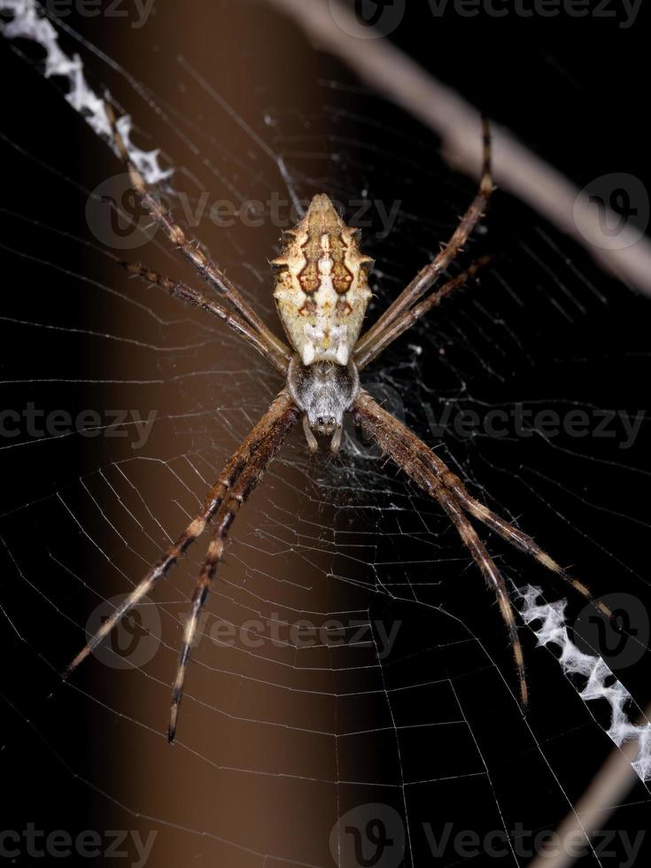 erwachsene weibliche silberne garten orbweaver foto